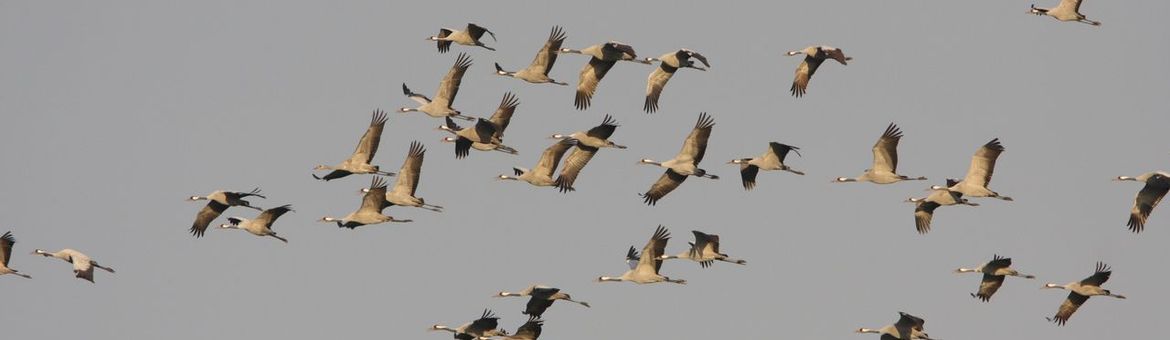 Kraanvogels