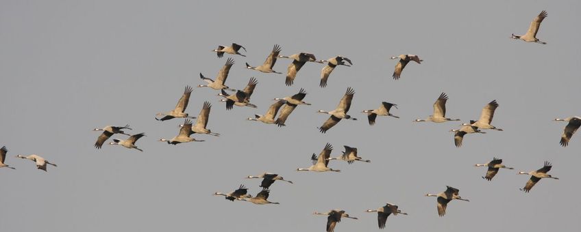 Kraanvogels