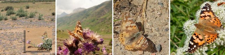 Van links naar rechts: distelvlinder in het Atlasgebergte in Afrika, een distelvlinder die tijdens de trek bijtankt in de Pyreneeën, een vaal en vrij kleine distelvlinder die hier in het voorjaar is binnengekomen, en een hier 'geboren' grote en fraai gekleurde distelvlinder