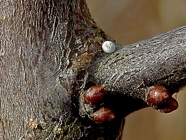 De eitjes in de oksel van een sleedoorntak