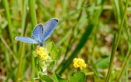 staartblauwtje dagvlinderjaar 2016 - primair