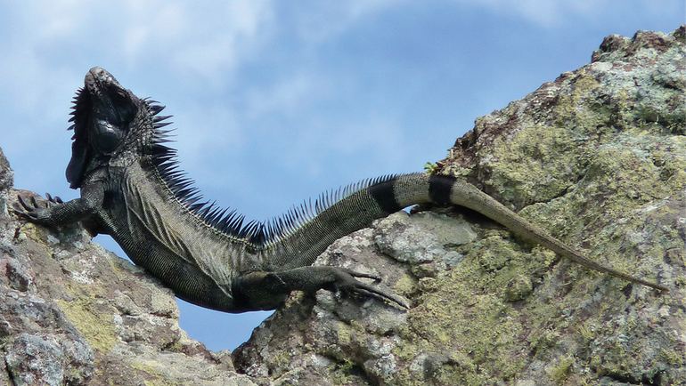 A basking Iguana melanoderma on the Windward coast of Saba