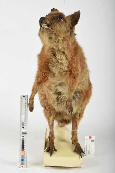 Syntype tammar wallaby