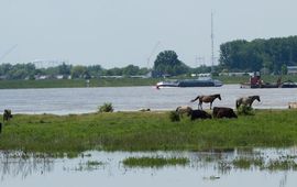 Wildernisfoto Hoog water Waal koniks en galloway runderen eiland Erlecomse Waard