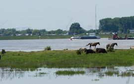 Hoog water Waal koniks en galloway runderen eiland Erlecomse Waard