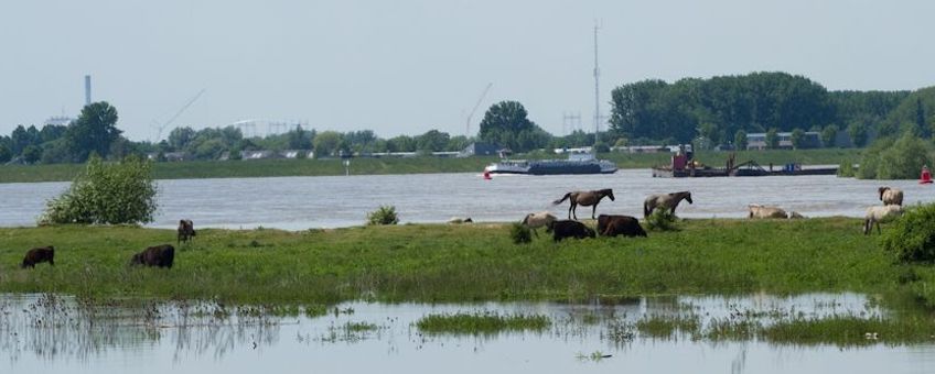 Hoog water Waal koniks en galloway runderen eiland Erlecomse Waard