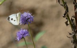 scheefbloemwitje in nectarkroeg