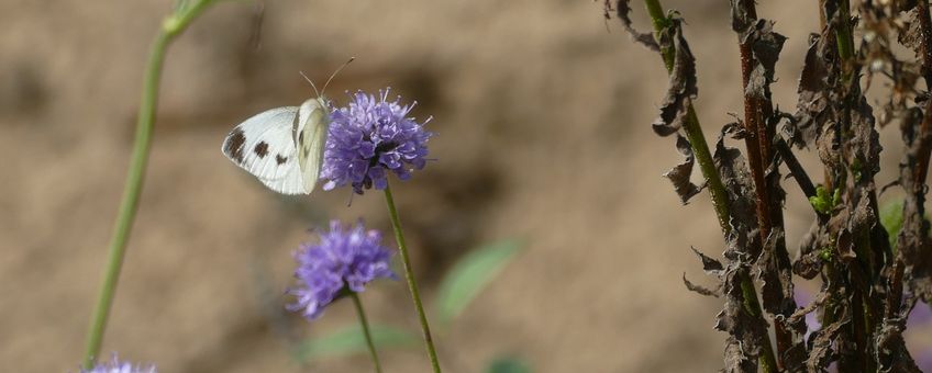 scheefbloemwitje in nectarkroeg