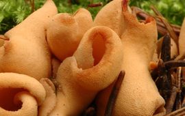 Marijke Verhagen, Saxifraga Gewoon varkensoor