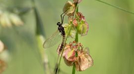 Mannetje Paarse driestaart Paraleptophlebia werneri