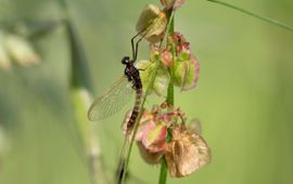 Mannetje Paarse driestaart Paraleptophlebia werneri