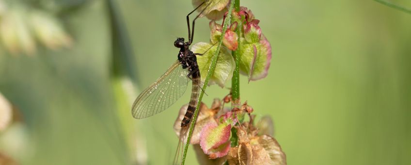 Mannetje Paarse driestaart Paraleptophlebia werneri