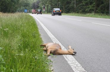 Ecoducten verbinden natuurgebieden, maar zorgen ook voor minder verkeersslachtoffers onder de dieren