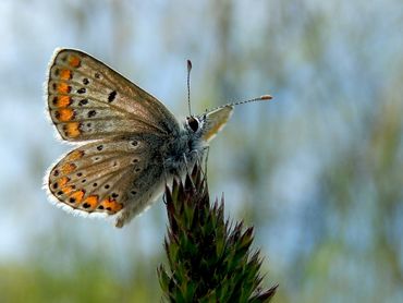 Het bruin blauwtje neemt toe in het binnenland