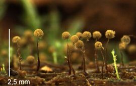 Marian Jagers Cribraria splendens
