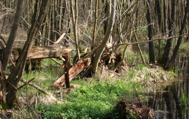 Age Fennema bronbos landgoed Middachten