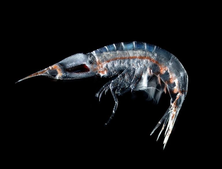 Magnified image of an amphipod, collected during the trans-Atlantic Ocean expedition in 2012