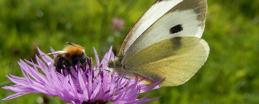 Groot koolwitje en akkerhommel