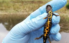 RAVON Een kamsalamander wordt onderzocht op ziekteverschijnselen.