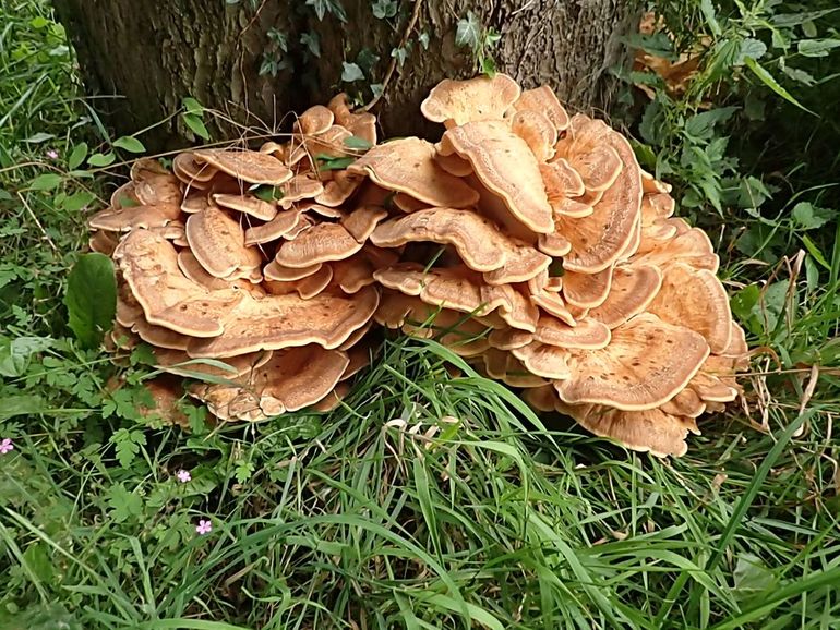 Zodra je de reuzenzwam ziet, is de boom ten dode opgeschreven