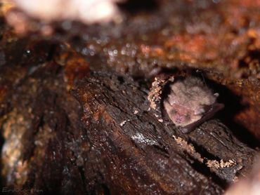 Gewone grootoorvleermuis in winterslaap in een boom