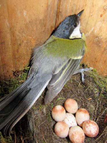 Afwijkende eipigmentatie als gevolg van kalkgebrek. Eén ei van dit nest kwam uit, het jong is later overleden door nog onbekende oorzaak