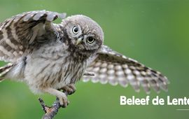 Nature in Stock - Eric Medard Beleef de Lente steenuil