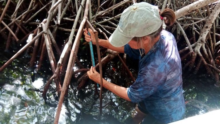 De luchtwortel van een rode mangrove wordt opgemeten in Lac Bay