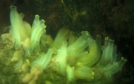 Eric Gibcus, Saxifraga Doorschijnende zakpijp