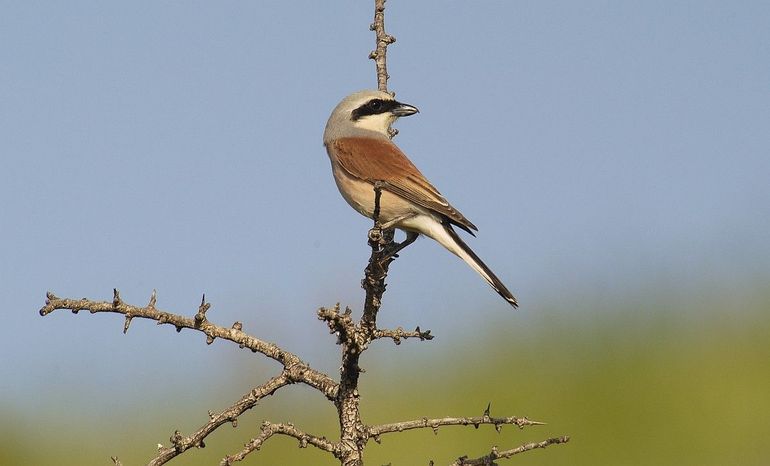 De grauwe klauwier is één van de insectenetende vogels die het wel goed doen op de hei