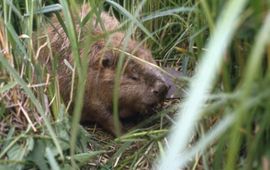 bever door VILMAR DIJKSTRA