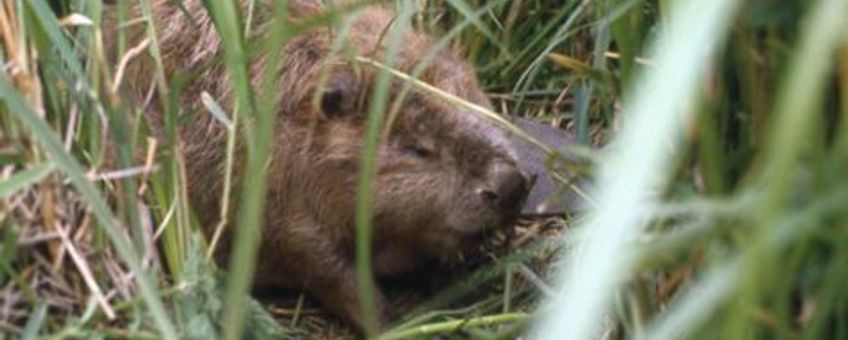 bever door VILMAR DIJKSTRA