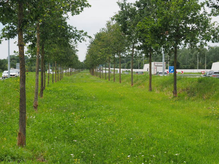 Eikenmonocultuur met nagenoeg honderd procent aantasting op de stamvoeten