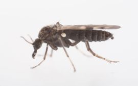 Hans Smid, bugsinspace.nl De knut Culicoides nubeculosus, één van de ongeveer 20 soorten knutten die in Nederland voorkomt. Duidelijk zichtbaar zijn de bijtende monddelen