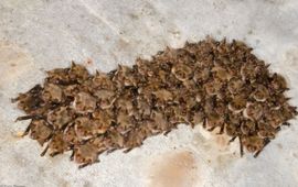 Vale vleermuizen in cluster Nietoperek