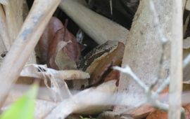 Lara Mielke Red-bellied Racer on Saba
