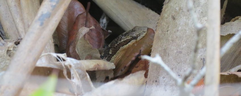 Red-bellied Racer on Saba