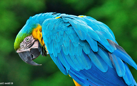 Steve Douglas, Unsplash Blauwkeelara (let op: naam fotograaf staat in spiegelbeeld)
