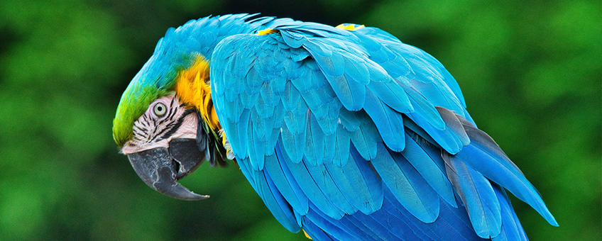 sokken Boom Gevoelig Nature Today | Online handel wilde dieren in Nederland niet altijd legaal