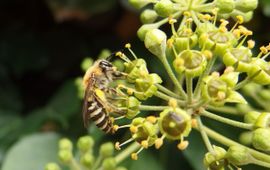 Klimopbij (Colletes hederae), Breda, Valkenhorst