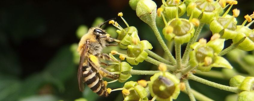 Klimopbij (Colletes hederae), Breda, Valkenhorst