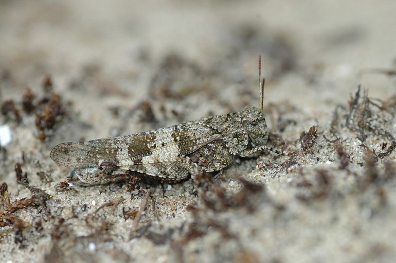 De blauwvleugelsprinkhaan is een meester in camouflage