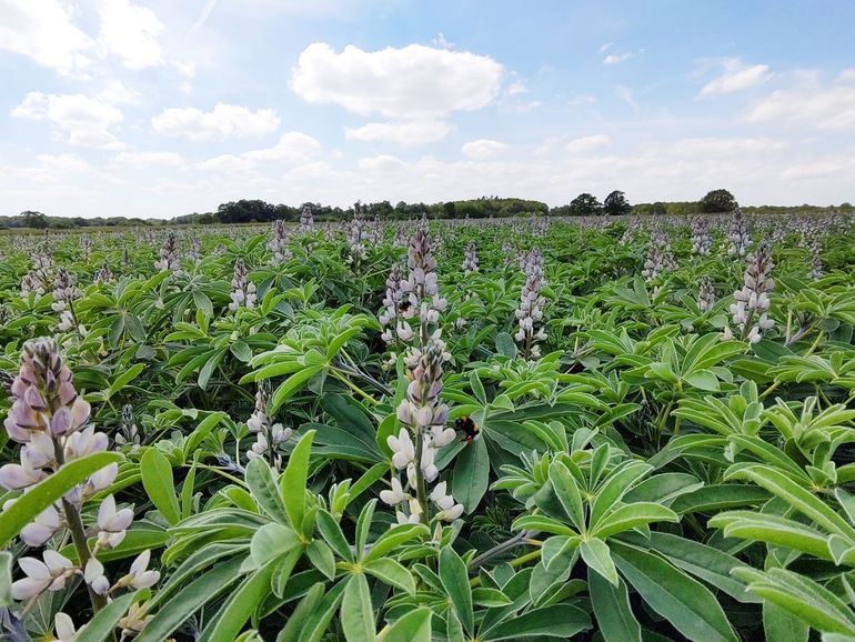 Hommels, zoals de aardhommel en de steenhommel, bezoeken massaal bloeiende gewassen, zoals witte lupine