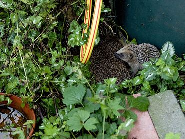 Zie je een moederegel met een jong dan is je tuin vast een kraamkamer voor die soort