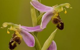 Bijenorchis (Ophrys apifera).