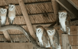 Vogelbescherming Nederland Jonge kerkuilen, bijgesneden
