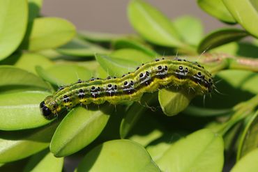 De rups van de buxusmot staat bekend om zijn vraatzucht