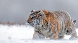 Amoertijger in de sneeuw