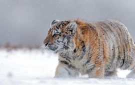 Amoertijger in de sneeuw