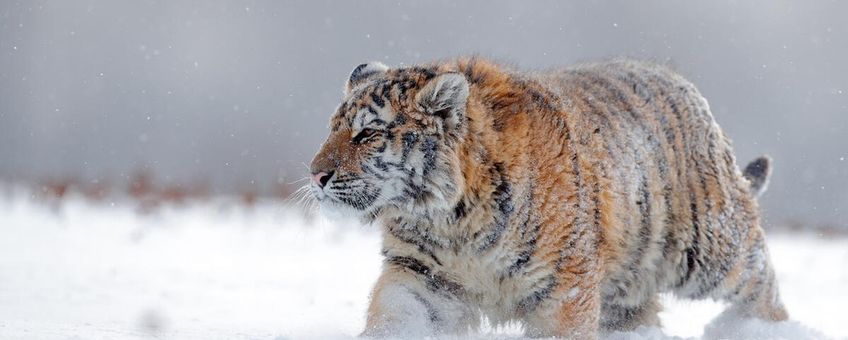 Amoertijger in de sneeuw